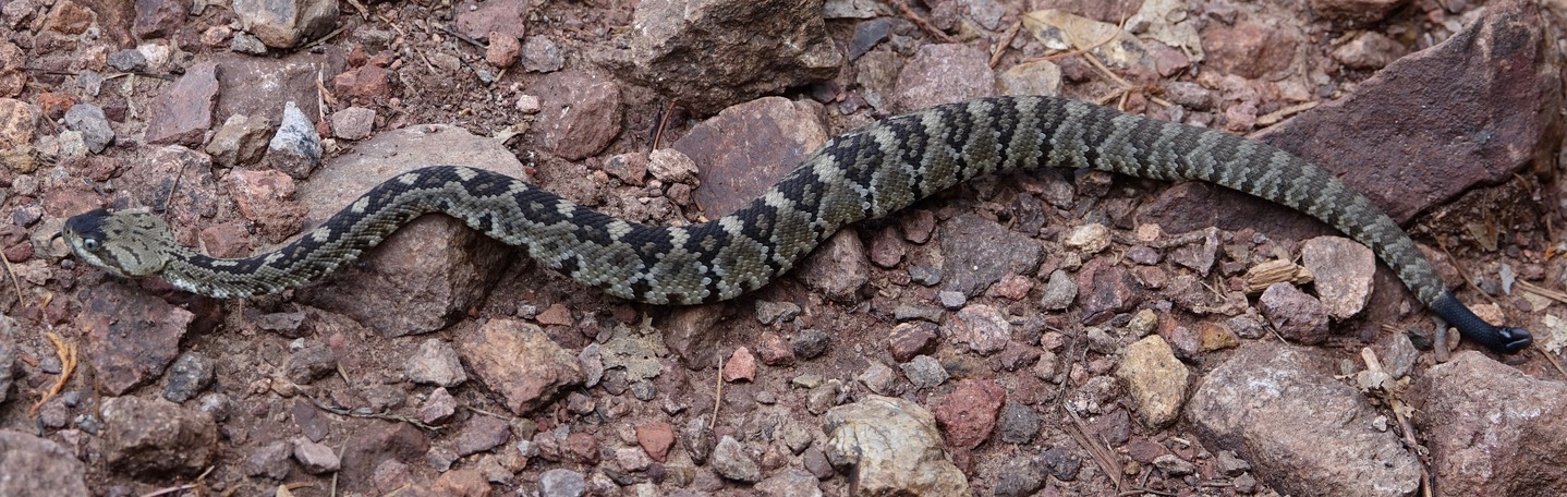 Rattlesnake, Black-tailed5