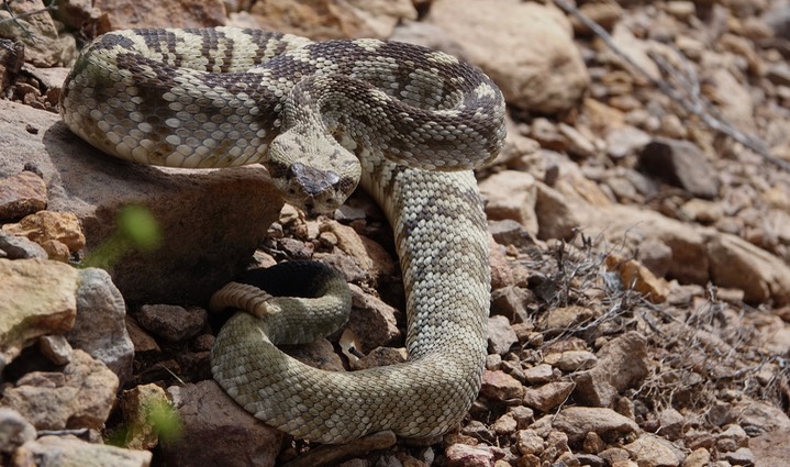 Rattlesnake, Black-tailed8