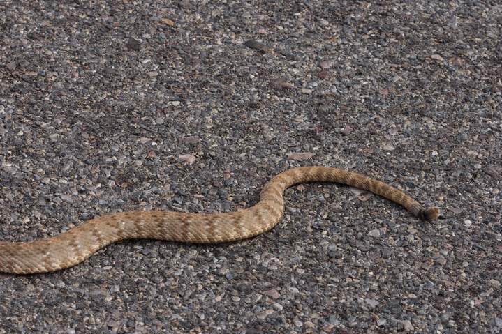 Rattlesnake, Panamint2