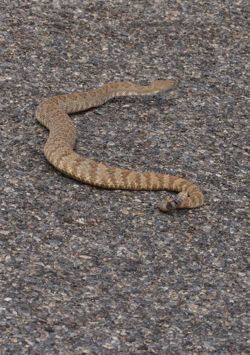 Rattlesnake, Panamint3