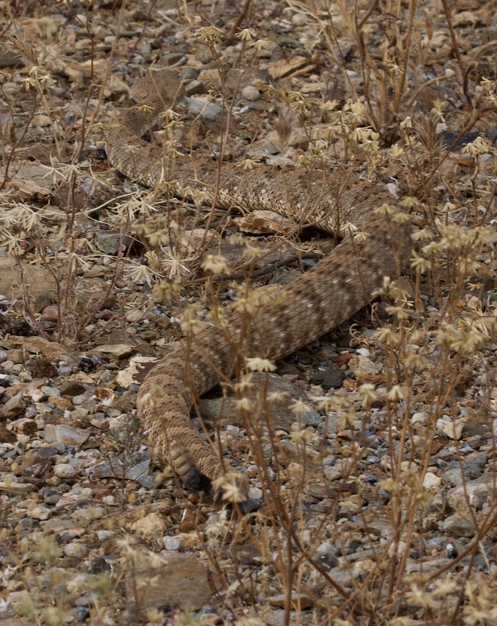 Rattlesnake, Panamint5