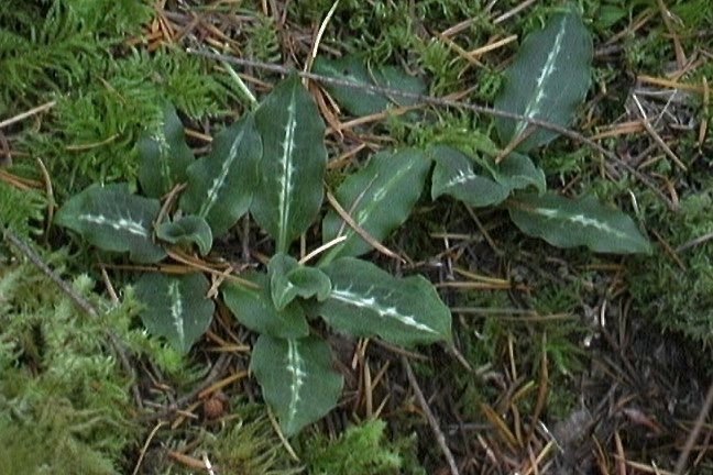 rattlesnake plantain 1