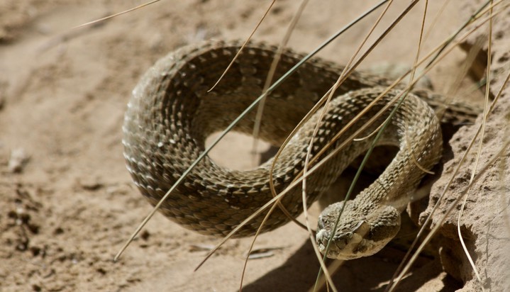 Rattlesnake, Western Prairie