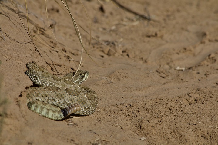 Rattlesnake, Western Prairie3