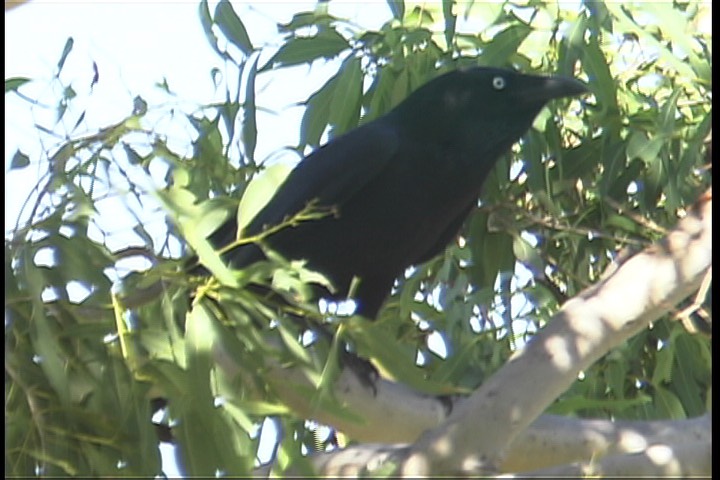 Raven, Australian 1