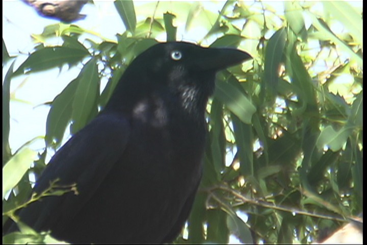 Raven, Australian 2