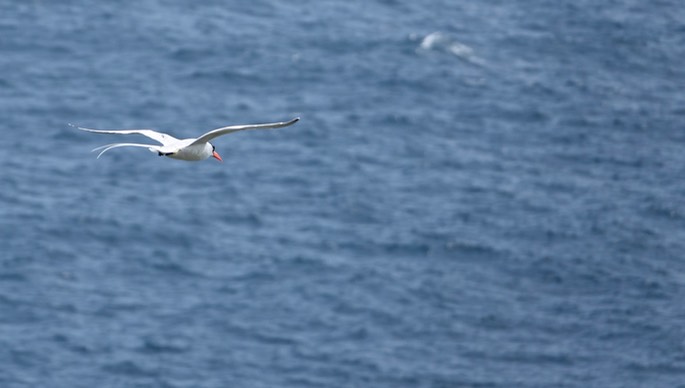 Red-billed Tropicbird18-11