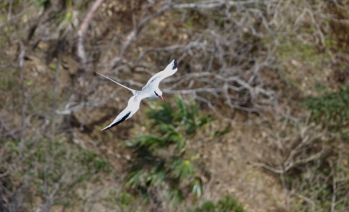 Red-billed Tropicbird18-7