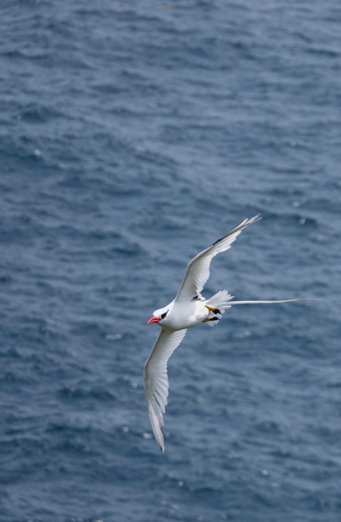 Red-billed Tropicbird18-9