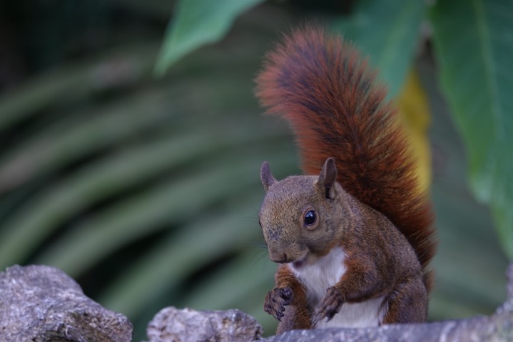 Red-tailed Squirrel. Notosciurus granatensis granatensis      2