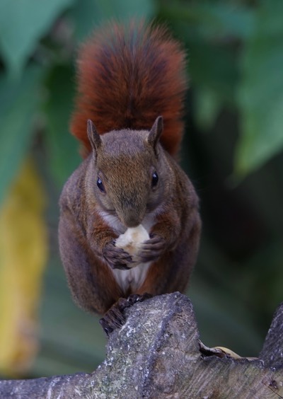 Red-tailed Squirrel. Notosciurus granatensis granatensis      3