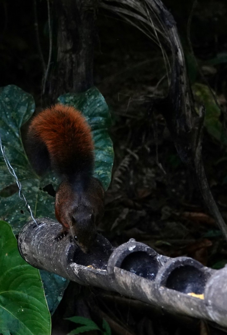 Red-tailed Squirrel1