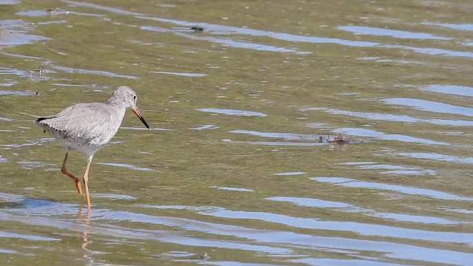 Redshank, Common 1