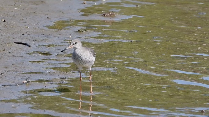 Redshank, Common 2