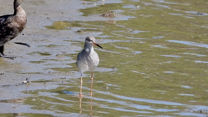 Redshank, Common 3