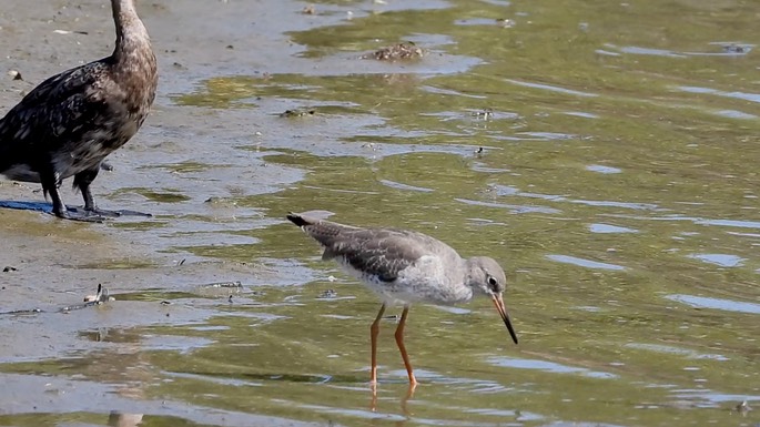 Redshank, Common 4