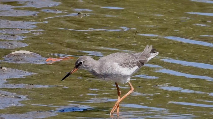 Redshank, Common 5