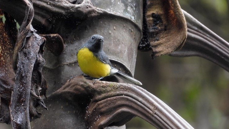 Redstart, Slate-throated (Cerro Montezuma, Colombia) 2