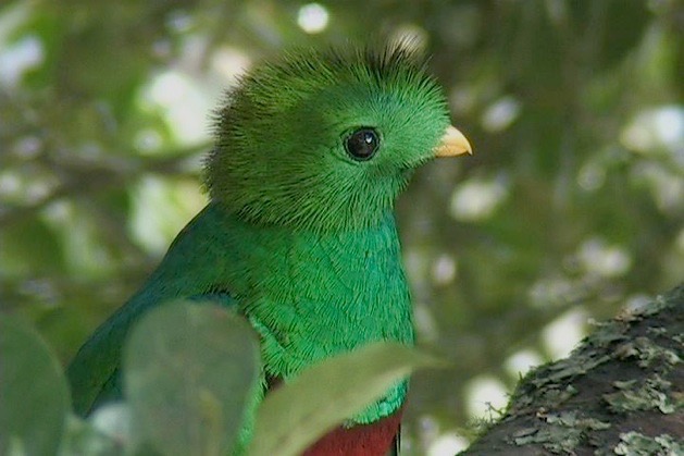 resplendent-quetzal-2_med_hr