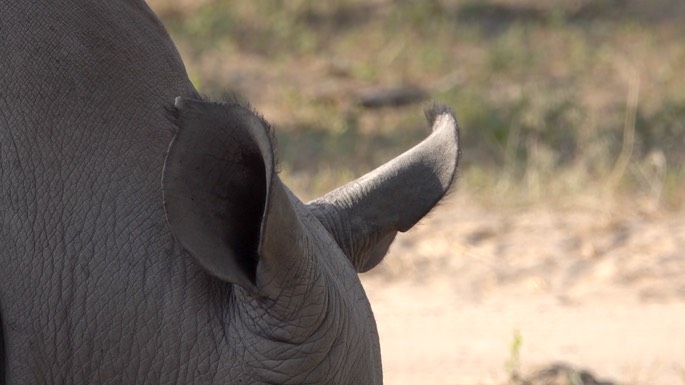 Rhinocerous, White - Senegal 8