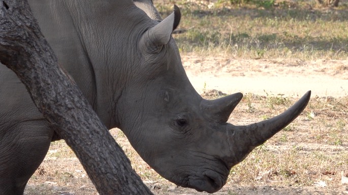 Rhinocerous, White - Senegal 7