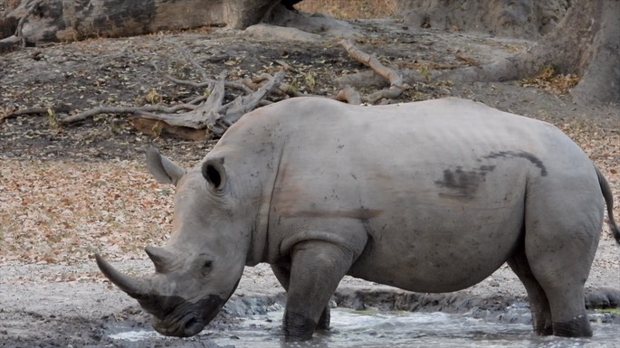 Rhinocerous, White - Senegal 2