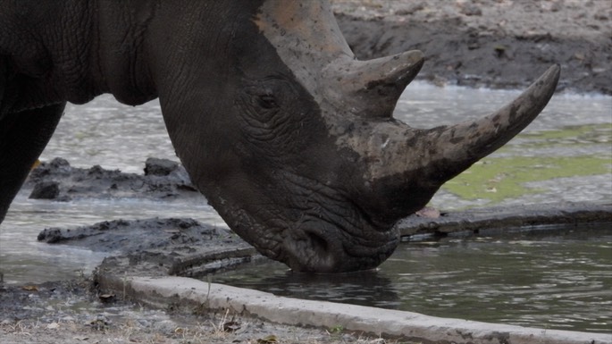 Rhinocerous, White - Senegal 4