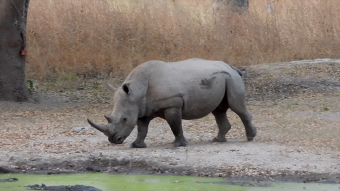 Rhinocerous, White - Senegal 1