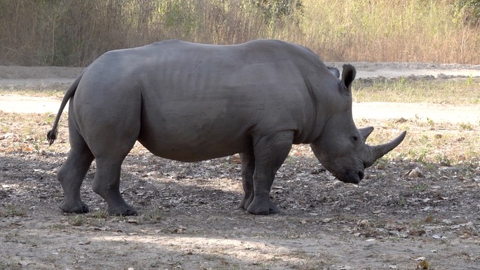 Rhinocerous, White - Senegal 5