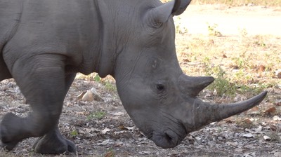 Rhinocerous, White - Senegal 6
