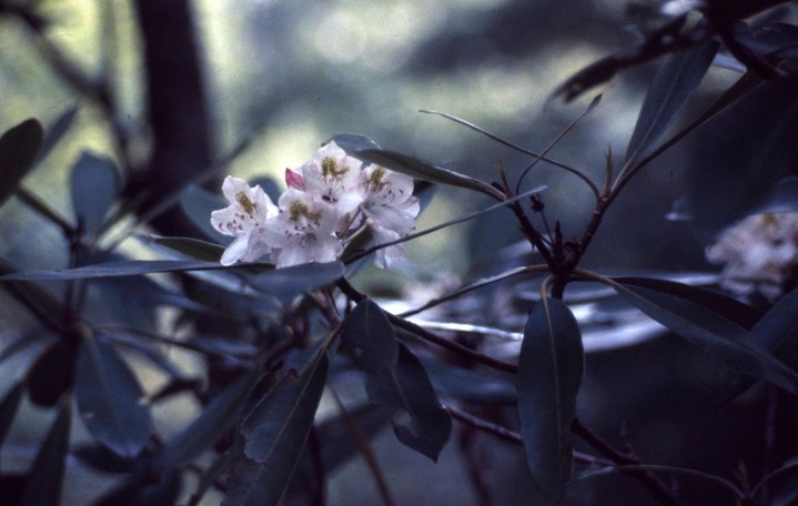 Rhodendron Great Smoky Mts. 380