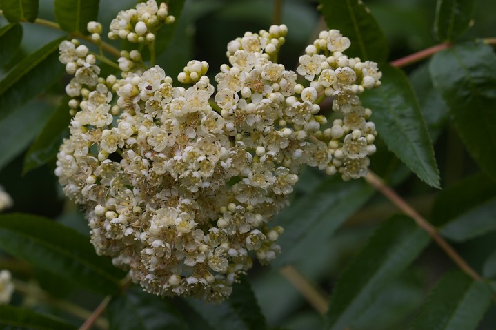 Rhus glabra, Smooth Sumac 1