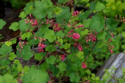 Ribes sanguineum1