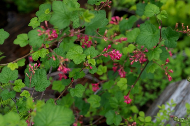 Ribes sanguineum1