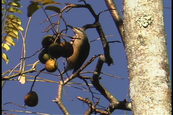 Riflebird, Victoria's 1