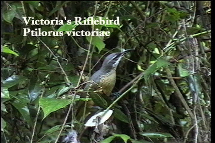 Riflebird, Victoria's 1