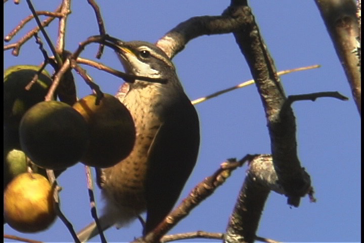 Riflebird, Victoria's 2