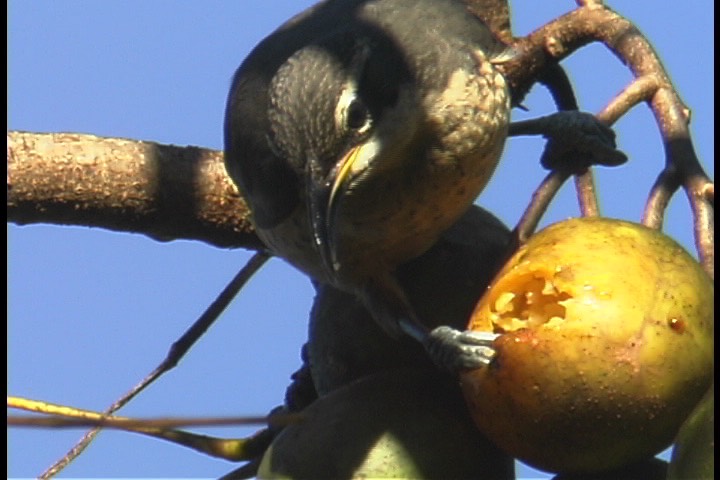 Riflebird, Victoria's 3