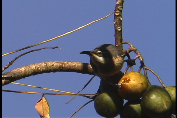 Riflebird, Victoria's 4