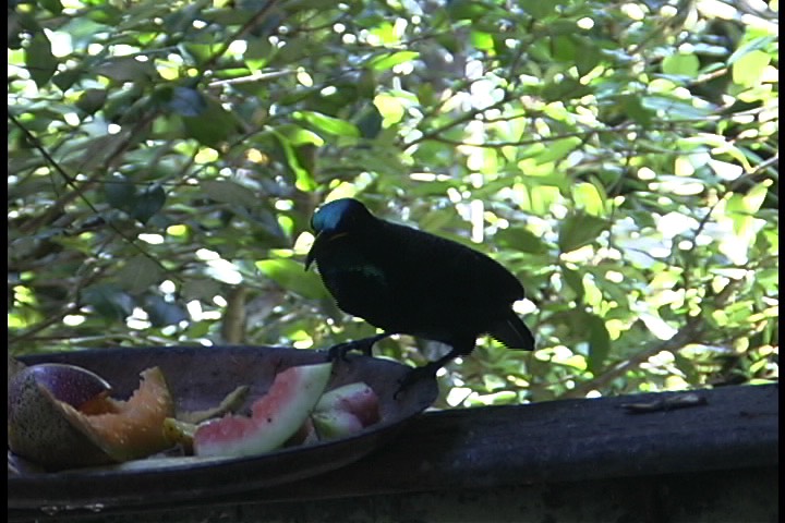 Riflebird, Victoria's 5