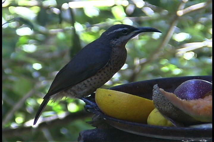 Riflebird, Victoria's 6