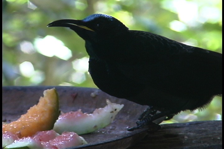 Riflebird, Victoria's 7