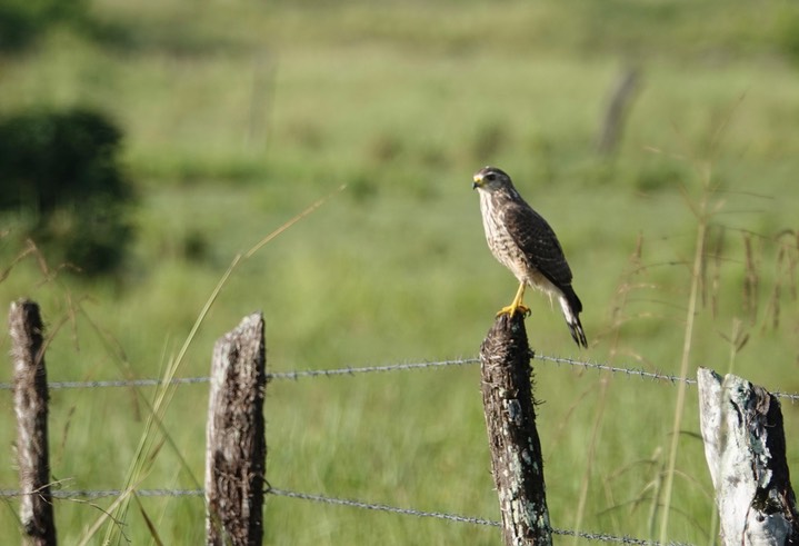 Roadside Hawk, Rupornis magnirostris3