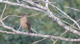 Robin, Clay-colored 2