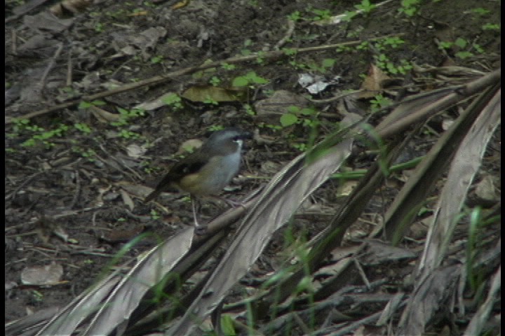 Robin, Grey-headed 2