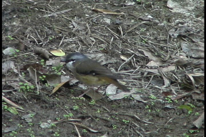 Robin, Grey-headed 3