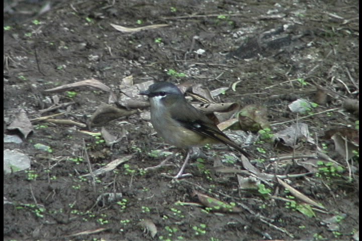 Robin, Grey-headed 4