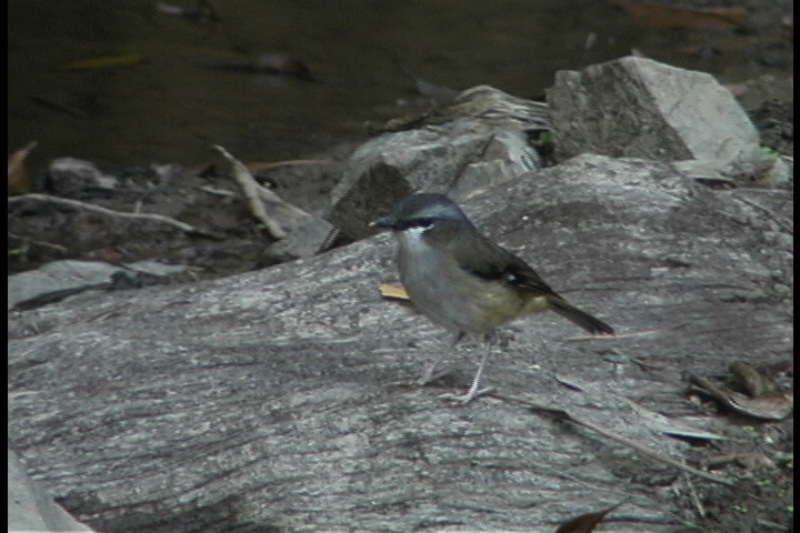 Robin, Grey-headed 5