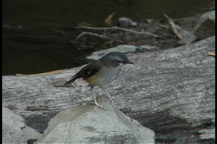 Robin, Grey-headed 6