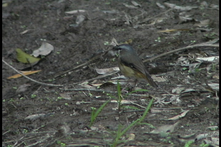 Robin, Grey-headed 7